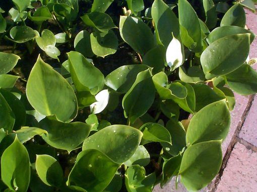 Calla palustris