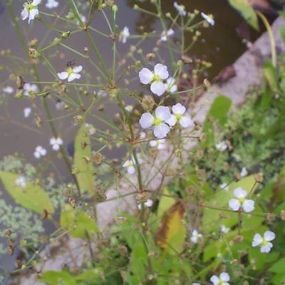 Alisma plantago