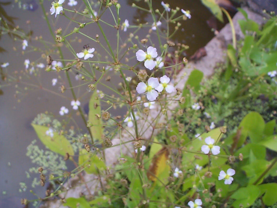 Alisma plantago