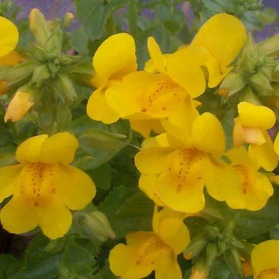 Mimulus gutatus
