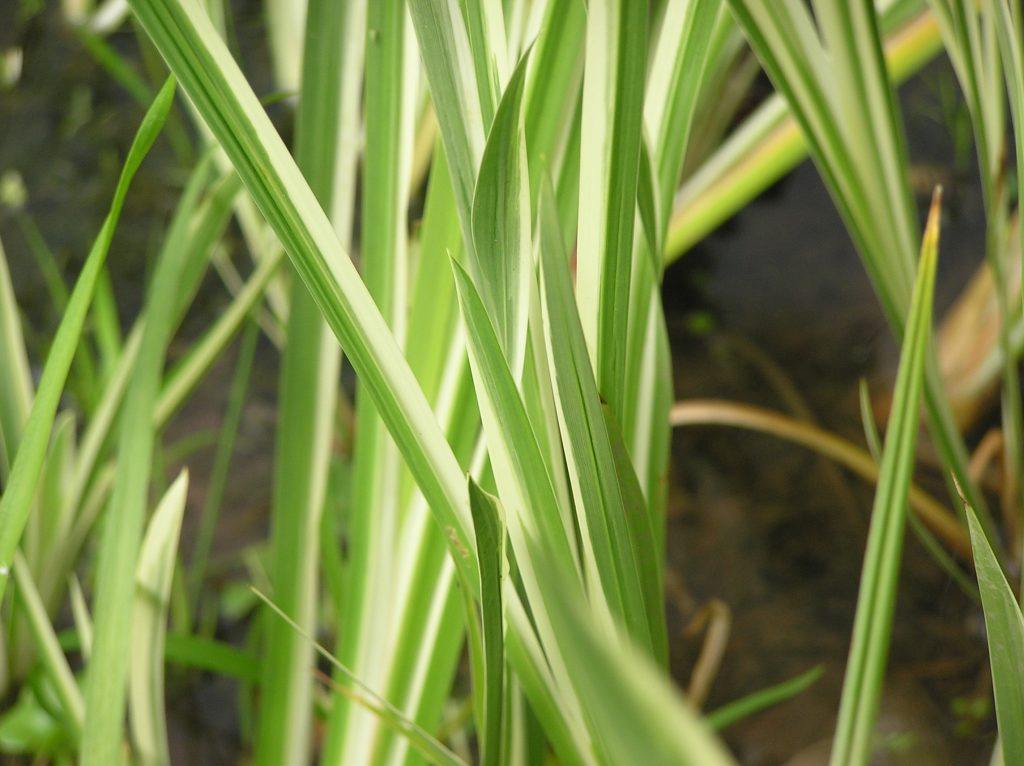 Acorus calamus variegatus Merebrook Pond Plants
