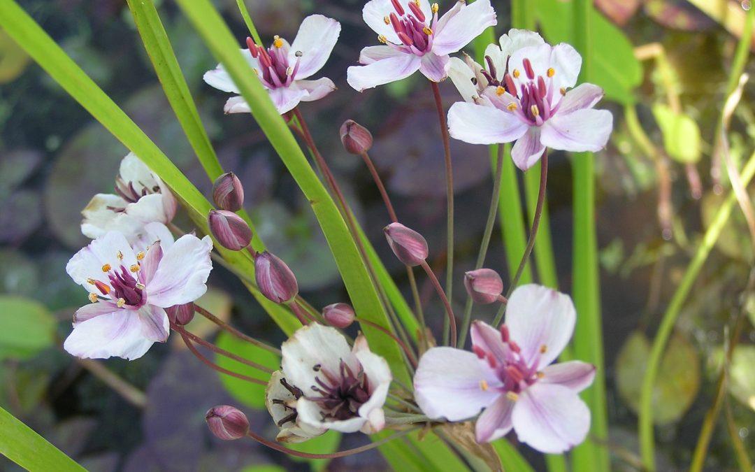 Butomus umbellatus from pondplants.co.uk