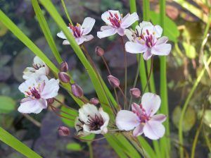 Butomus umbellatus from pondplants.co.uk