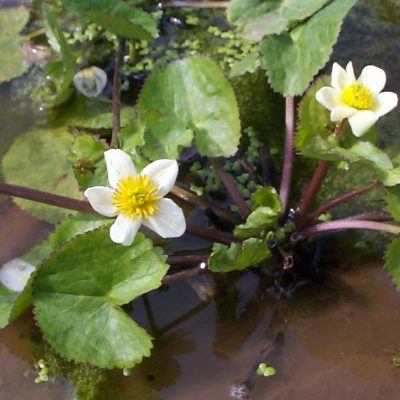 Caltha palustris alba
