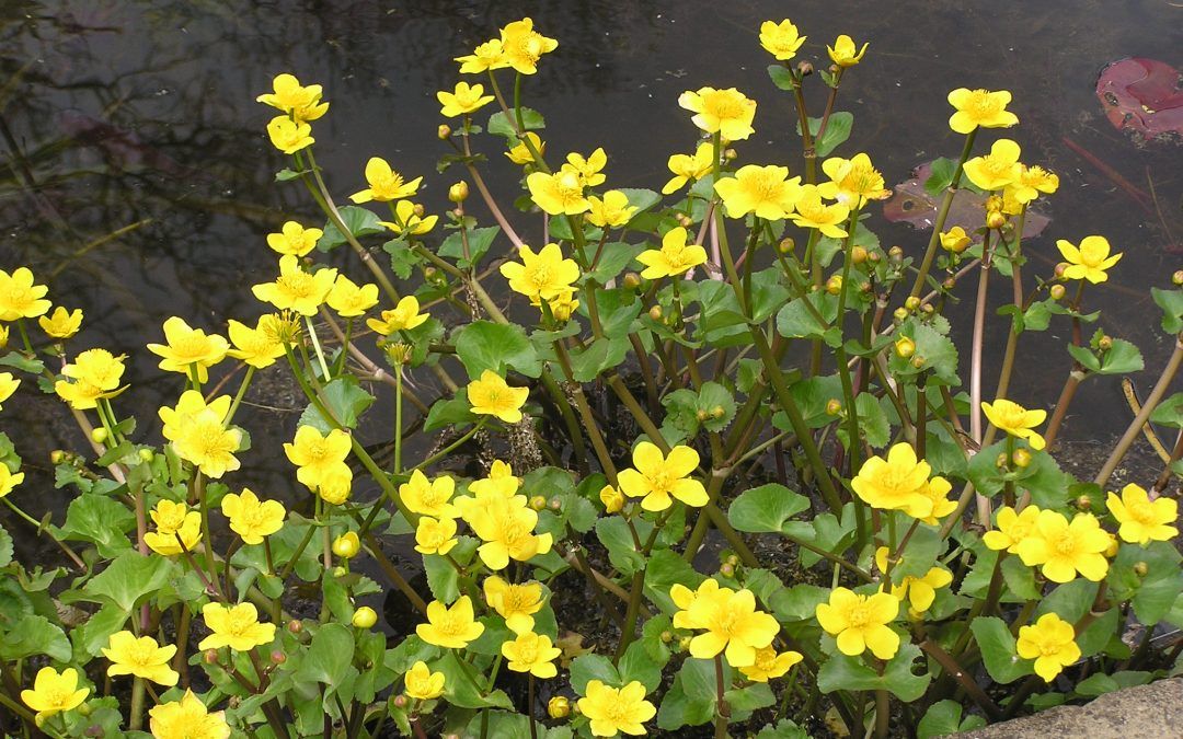 Caltha Palustris the Marsh Marigold or Kingcup