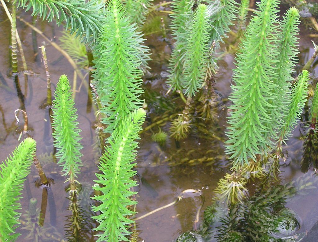 Deeper water pond plants caring for your plants Merebrook Pond Plants