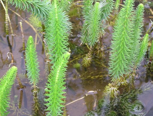 Hippurus vulgaris from Merebrook Pondplants