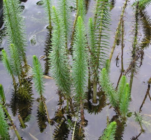 Hippurus vulgaris from Merebrook Pondplants