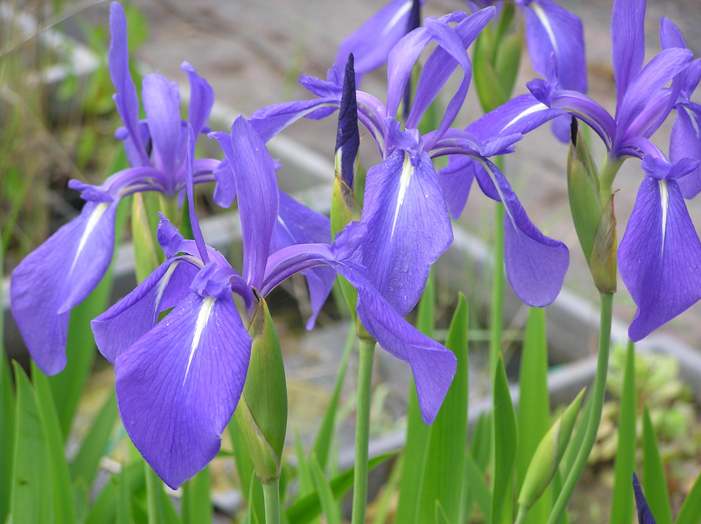 Iris laevigata hybrids Merebrook Pond Plants