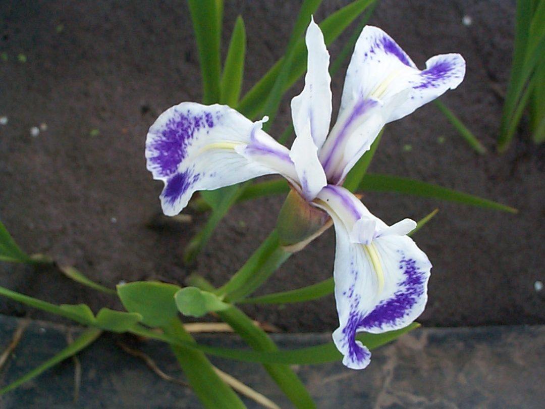 Iris laevigata hybrids Merebrook Pond Plants