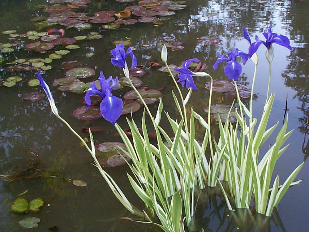 Iris laevigata variegata Merebrook Pond Plants