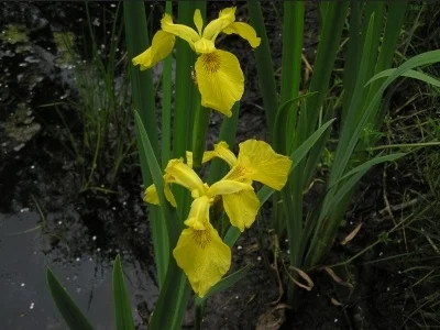 Iris pseudacorus - Image 2