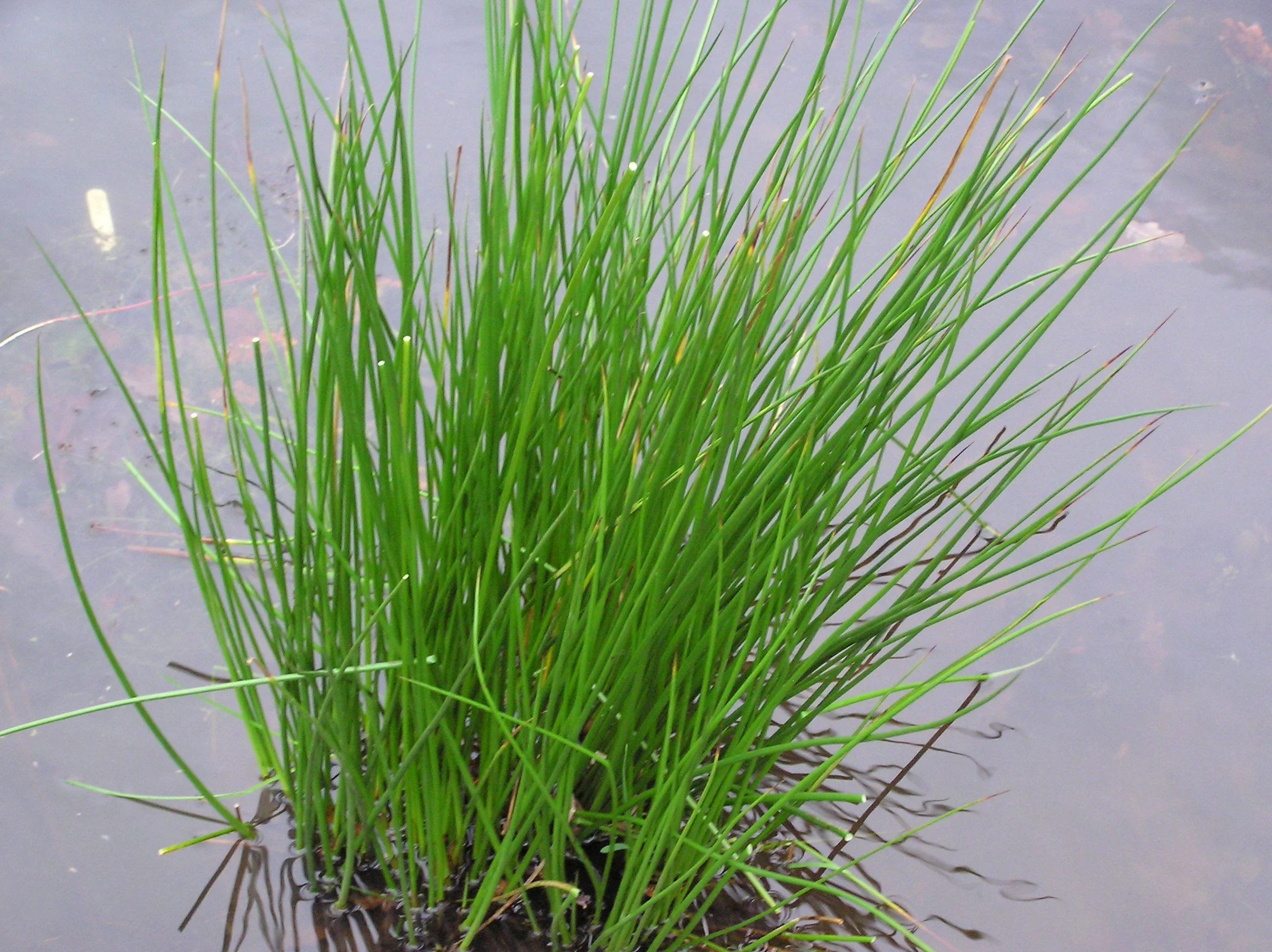 Juncus effusus