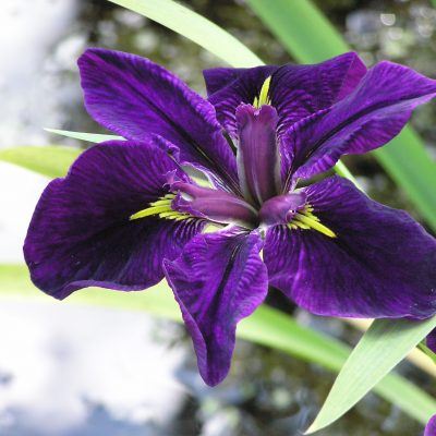 Iris Louisiana Merebrook Jemma J