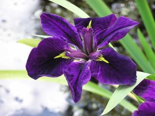 Iris Louisiana Merebrook Jemma J