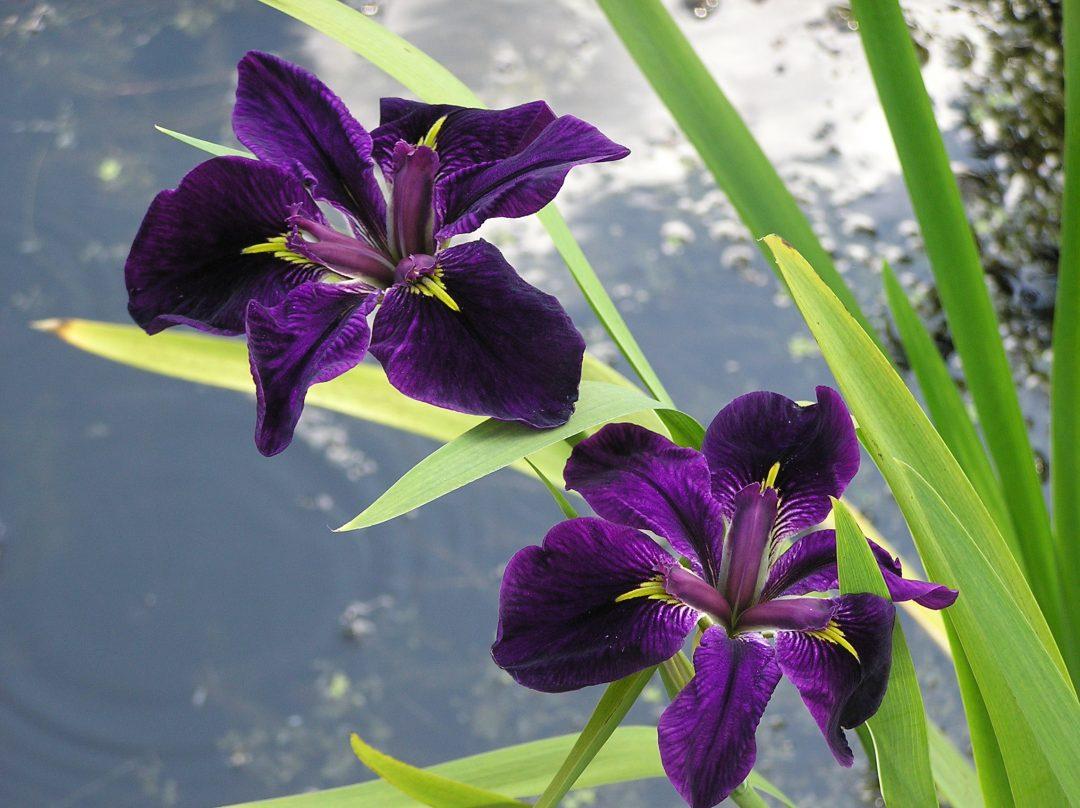 Iris Louisiana Merebrook Jemma J Merebrook Pond Plants