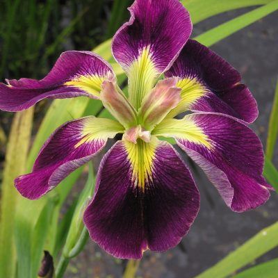 Iris Louisiana Merebrook Rum n Raisin