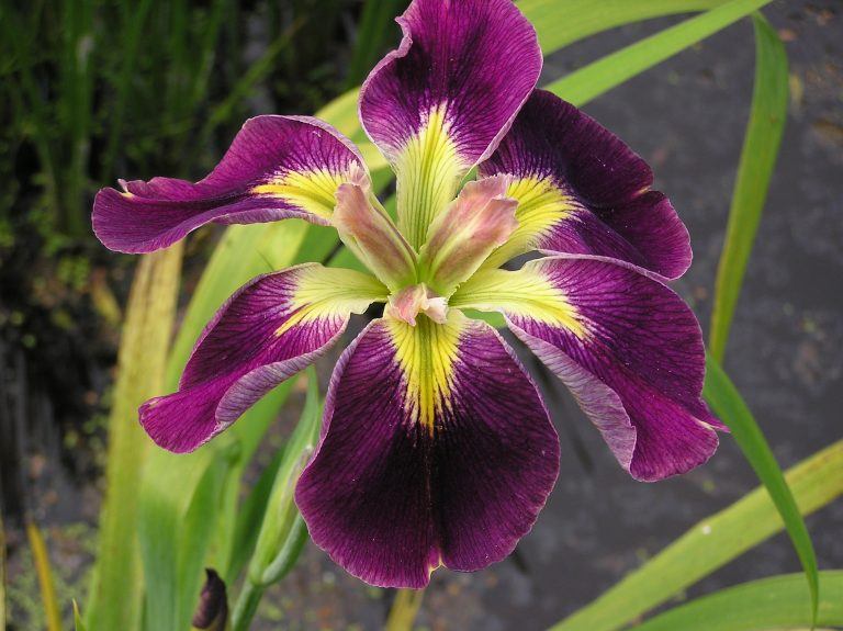 Everything you need to know about the Louisiana Iris Merebrook Pond
