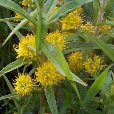 Lysimachia thyrsiflora