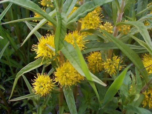 Lysimachia thyrsiflora