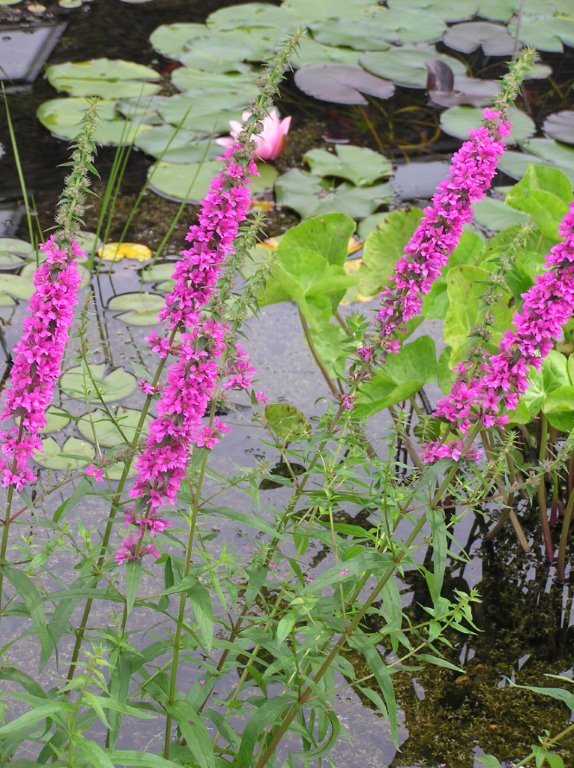 6 x Purple Loosestrife Lythrum Pond Marginal Bog Water Plant Native