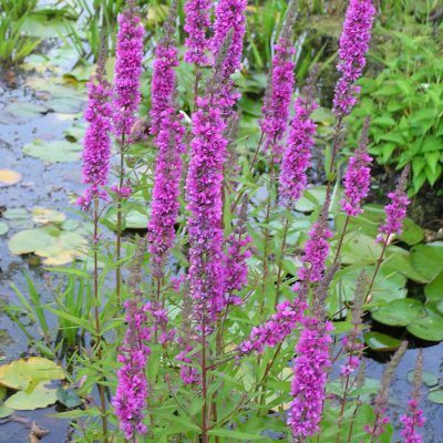 Marginal plants for pond shelves/margins