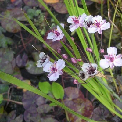 Butomus umbellatus