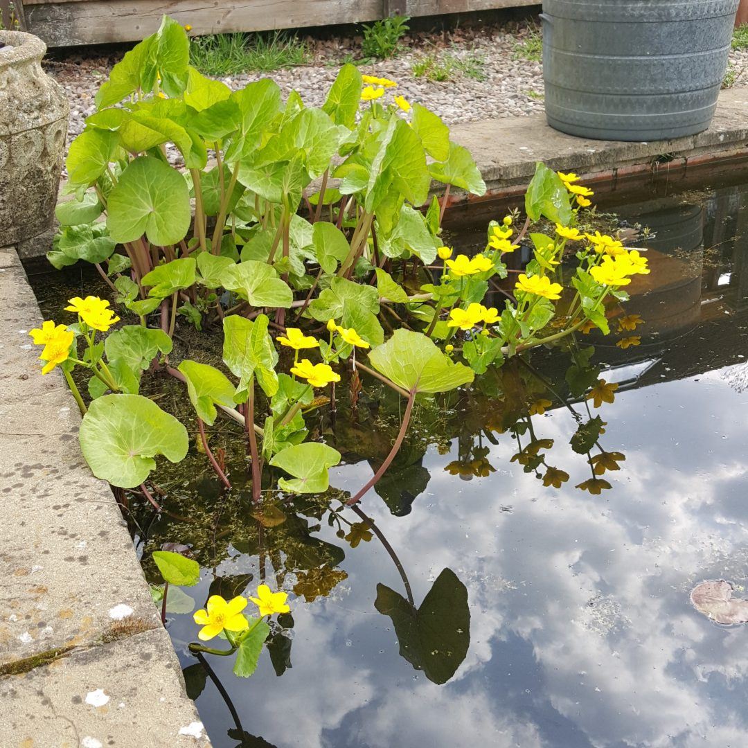 Lets talk about your pond in winter Merebrook Pond Plants