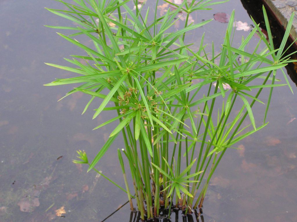 Cyperus alternifolius - Merebrook Pond Plants