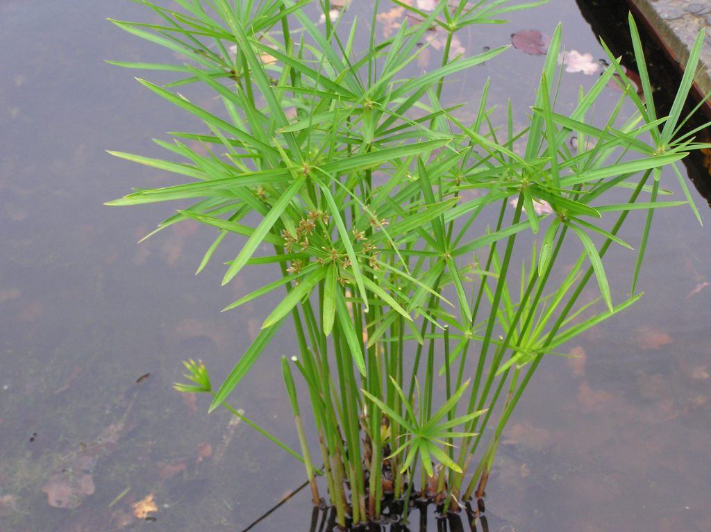 Cyperus alternifolius Merebrook Pond Plants