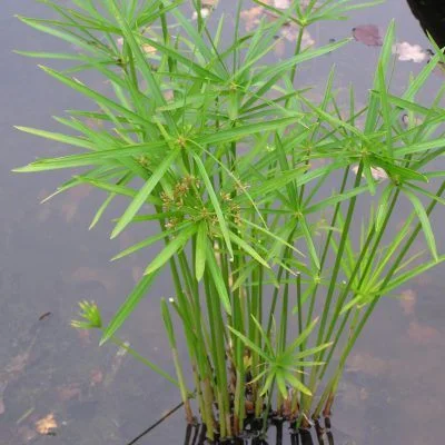 Cyperus alternifolius