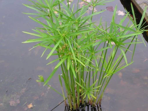 Cyperus alternifolius