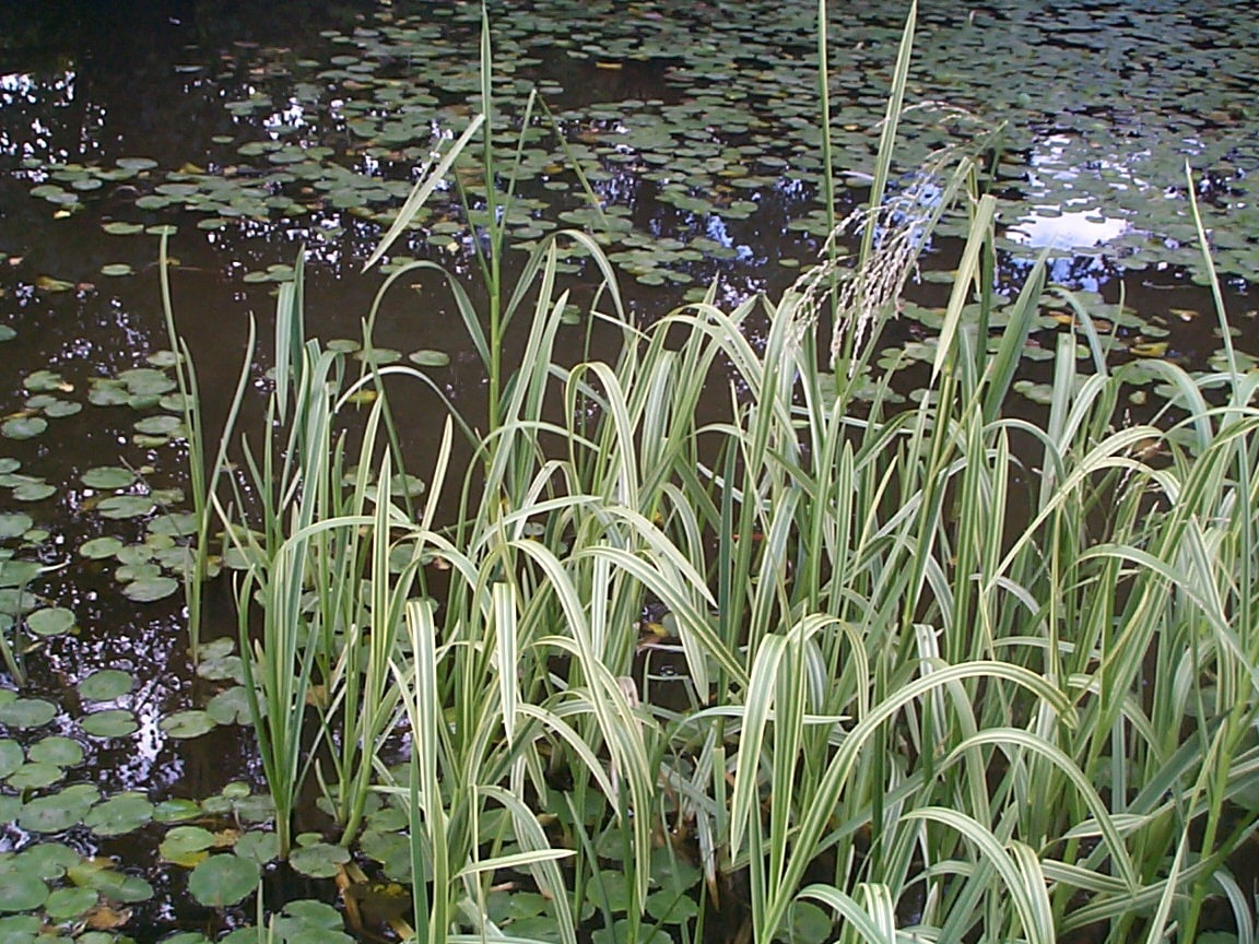 How do I make a wildlife pond? - Merebrook Pond Plants