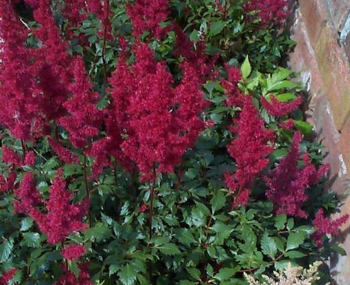 Astilbe fanal