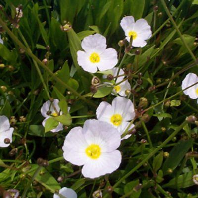 Ranunculus Aquatilis - Water Crowfood from pondplants.co.uk