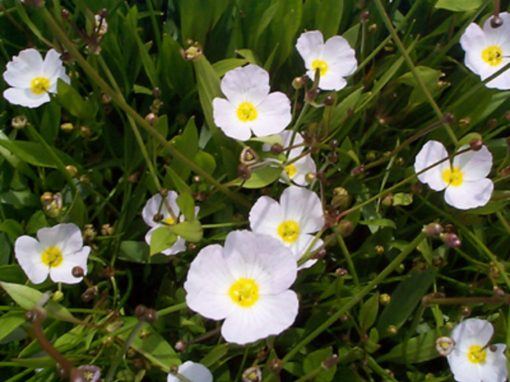 Ranunculus Aquatilis - Water Crowfood from pondplants.co.uk