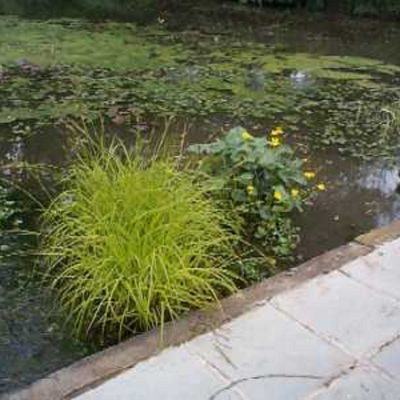 Carex Bowles Golden