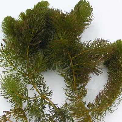 Ceratophyllum demersum