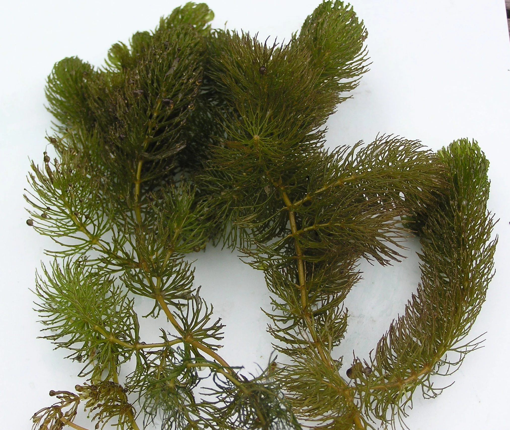 Ceratophyllum demersum