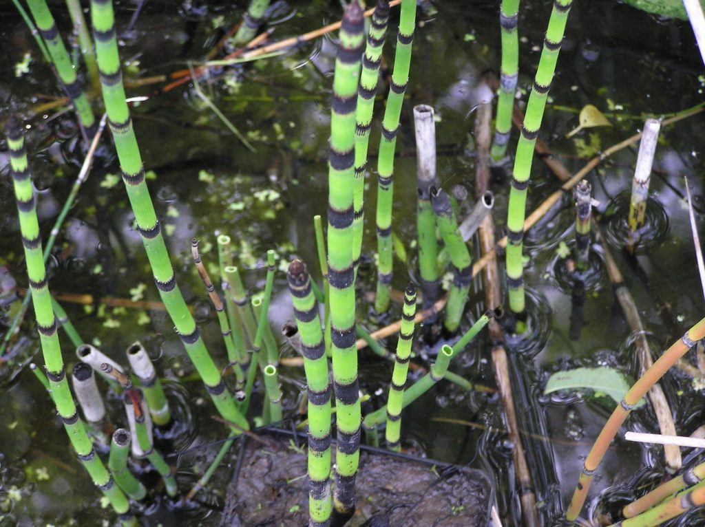 Equisetum hymale Merebrook Pond Plants