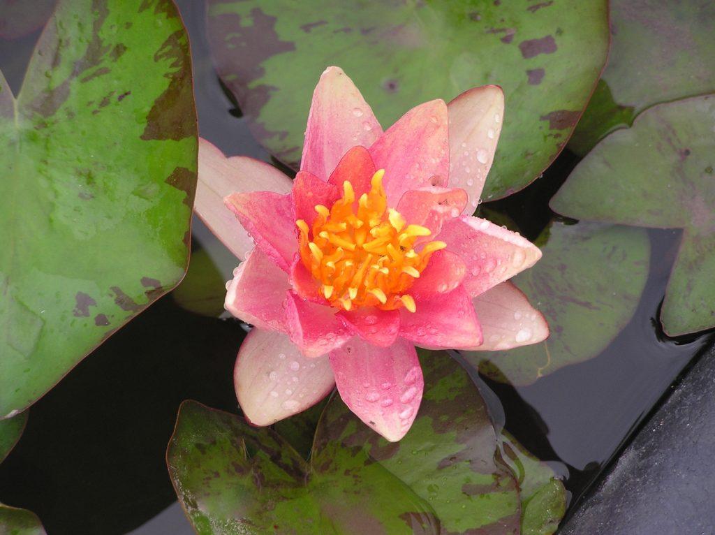 Indiana Merebrook Pond Plants