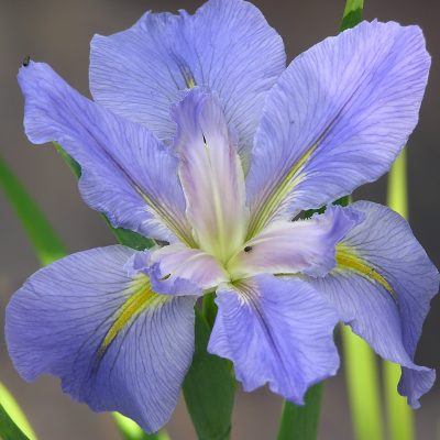 Iris Louisiana Merebrook Blue Lagoon
