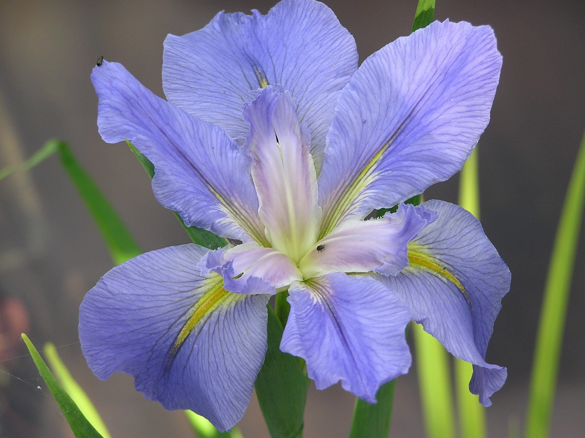 Iris Louisiana Colorific un 9 cm pot 