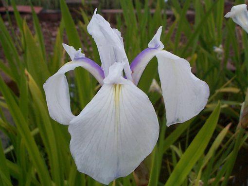 Iris laevigata Snowdrift