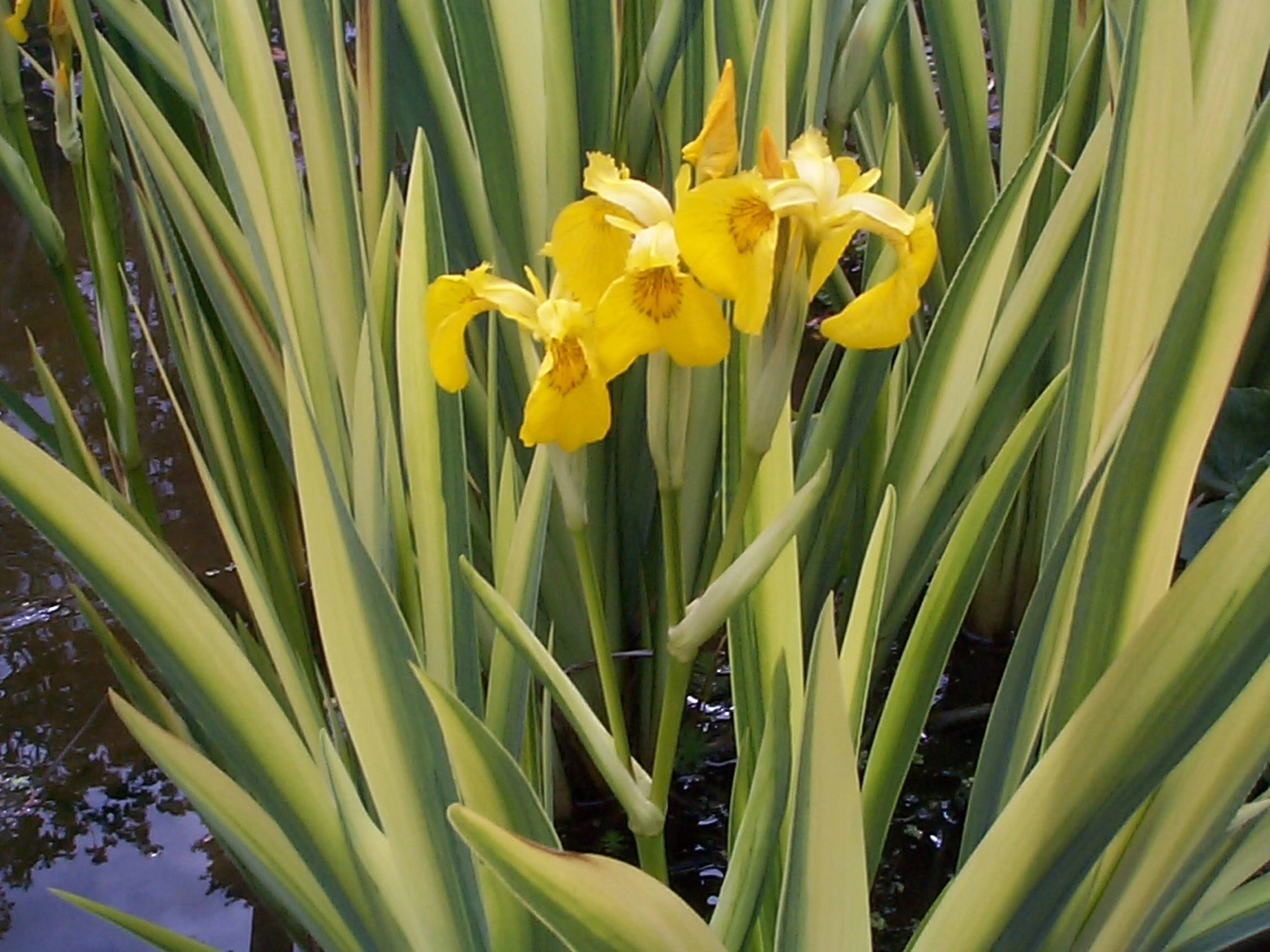 Iris pseudacorus variegata