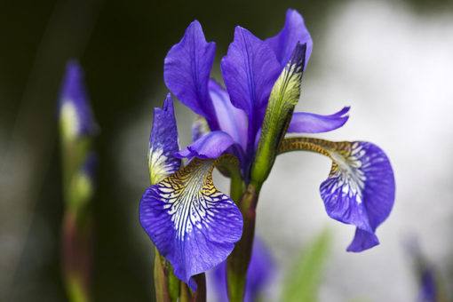 Iris versicolor hybrids - Image 4
