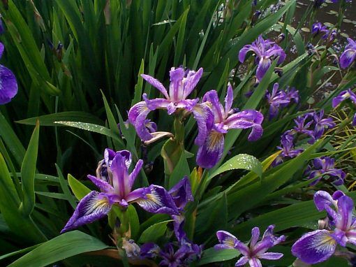 Iris versicolor hybrids - Image 2