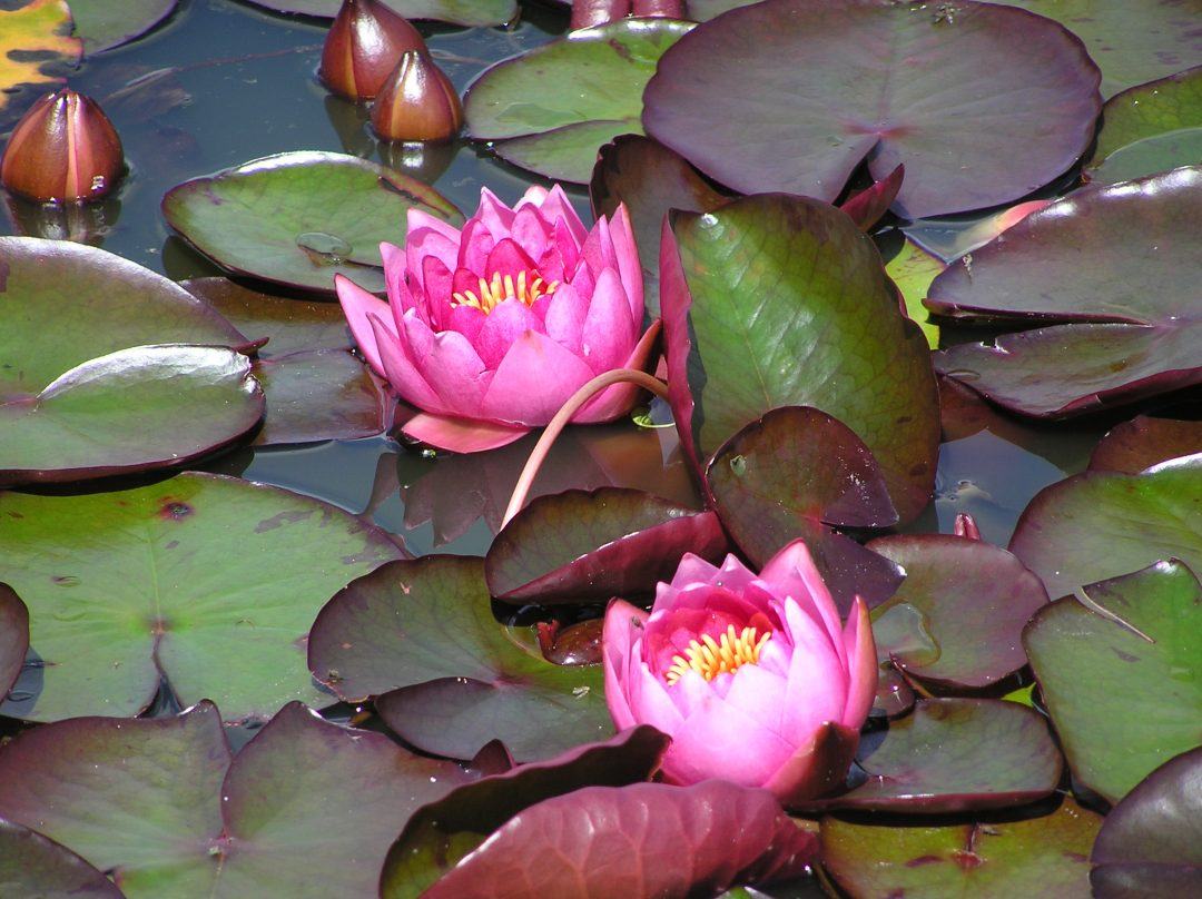 James Brydon - Merebrook Pond Plants