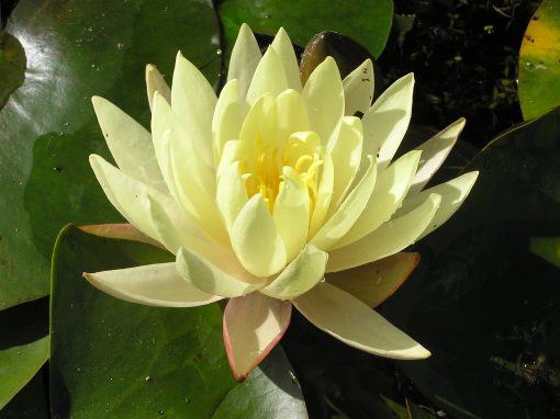 Yellow waterlily