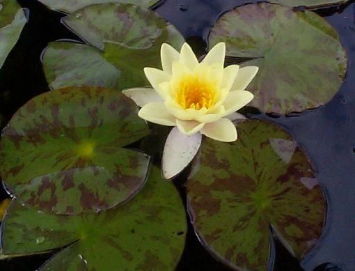 Marliacea Chromatella - Image 2